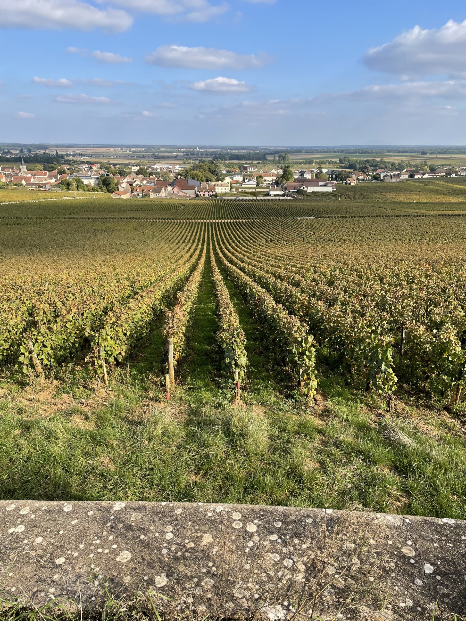 Direction Beaune pour une immersion au cœur des vignobles et du patrimoine local, dans une ambiance conviviale et rythmée !